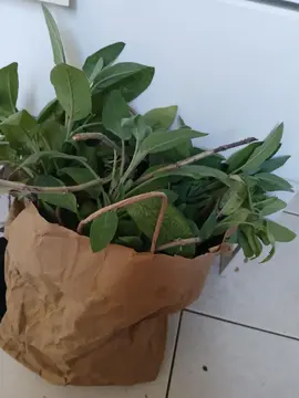 sac de sauge fraiche