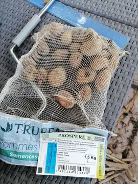 Pomme de terre