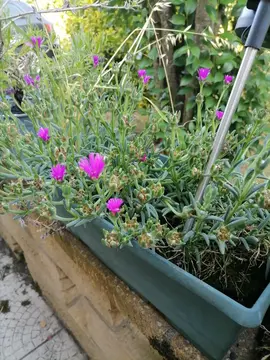 Boutute