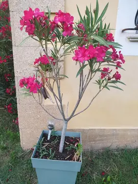 plantes diverses