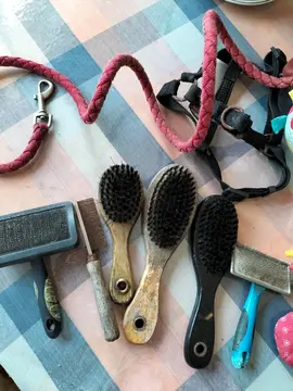 accessoires pour animal