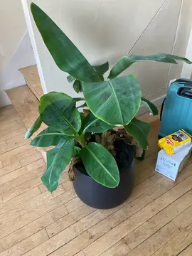 plants