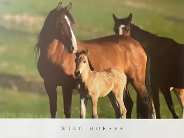 grand poster chevaux