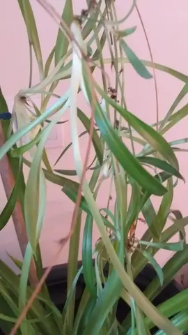 Pousses plantes intérieures