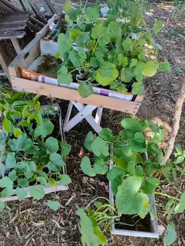 Plants de légumes et de quelques fleurs