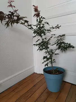 Plante Erable du japon