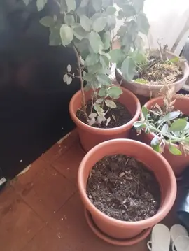 4 pots