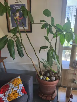 Grande plante sur roulette