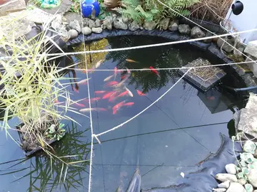 poissons rouges de Bassin extérieur