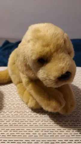 peluche chien