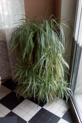 Pousses de plante araignée