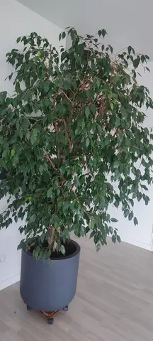 Grand ficus
