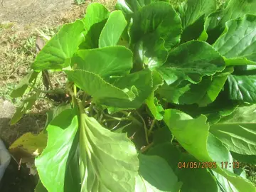 plants bergenia