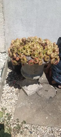 pot avec plante grasse