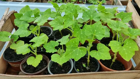 OFFRE PLANTS BIO A VENIR CHERCHER RAPIDEMENT