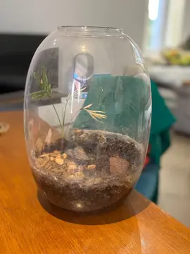 Terrarium