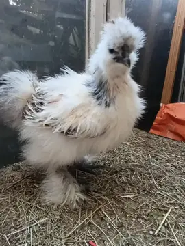 don gratuit coq negre soie