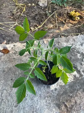 pied de tomates cerises