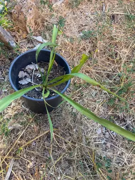 plante