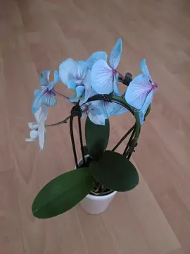 orchidée