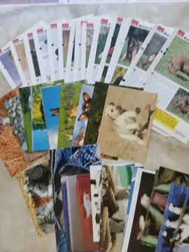 fiches et cartes postales chiens et chats