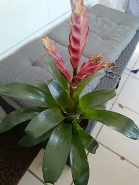 plante