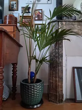 Plante verte à sauver (sans le pot)