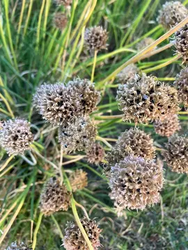 graines de ciboulette