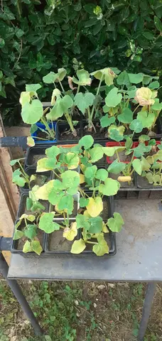 Plants de courges à repiquer
