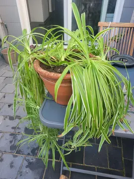 plante