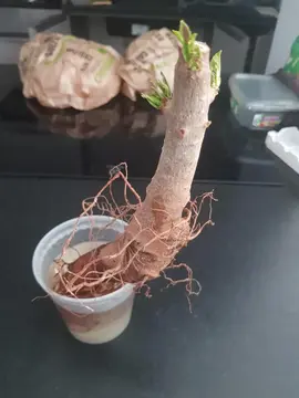 Racine de baobab à rempoter.