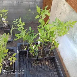 Donne pieds de tomates