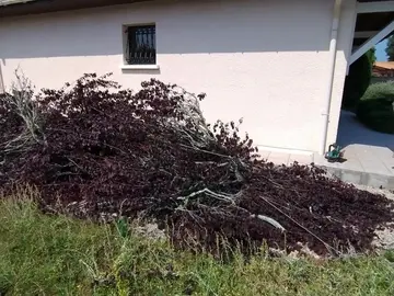 Prunus pour petit bois de chauffage