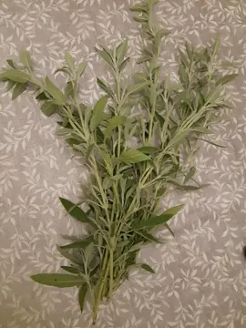 Branches de sauge officinale