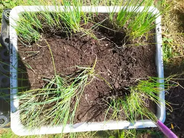 Petits plants de poireaux