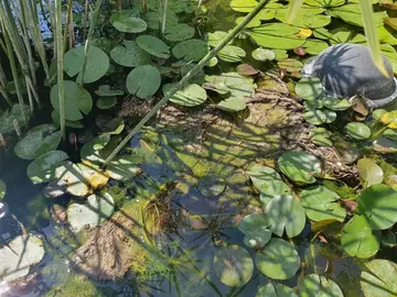 Nénuphar rose