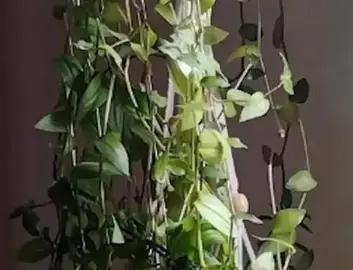 Boutures de plante tombante misère Tradescantia