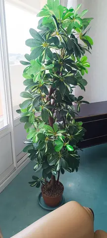 fausse plante 1,50m