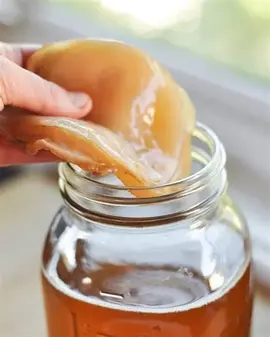 kombucha