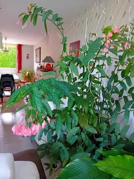 Bégonia de Madagascar