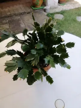 Cactus de Noel