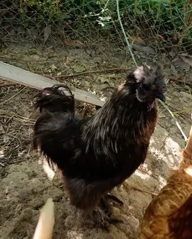 don gratuit coq negre soie
