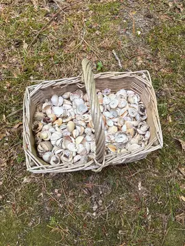 panier avec coquillages