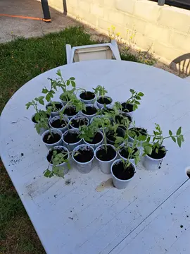 5 plants de tomate cerise