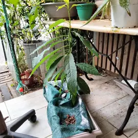 avocatiers en pots