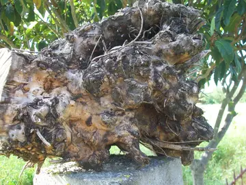 sapin sur pied à donner pour bois de chauffe