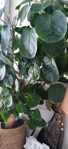 Nombreuses Plantes Vertes d'Intérieur