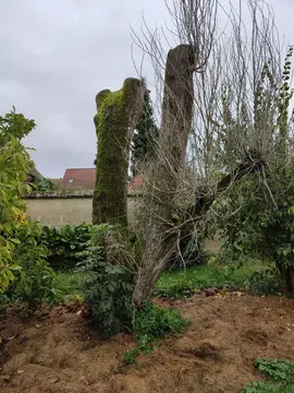 Peuplier mort pour bois