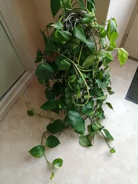 Pothos