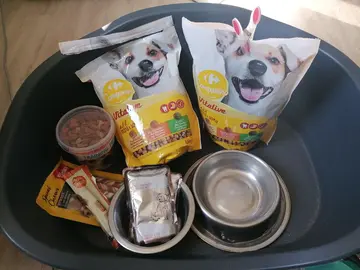 Pour chien